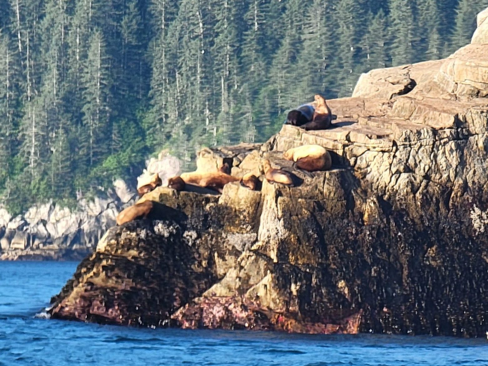 Sea lions sleeping on top of the rocks with the mountains in the background