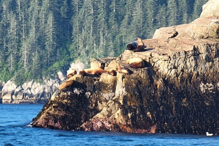 Sea lions sleeping on top of the rocks with the mountains in the background