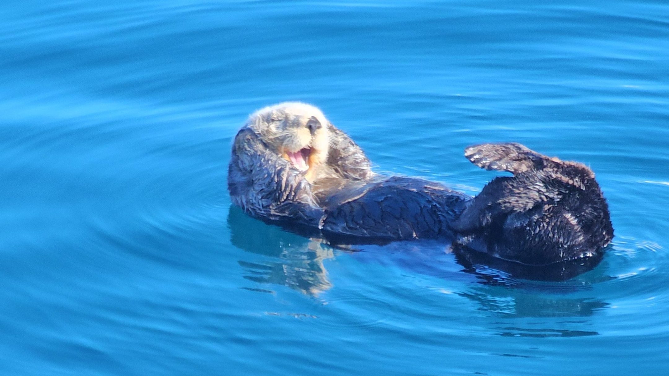 a duck swimming in a body of water