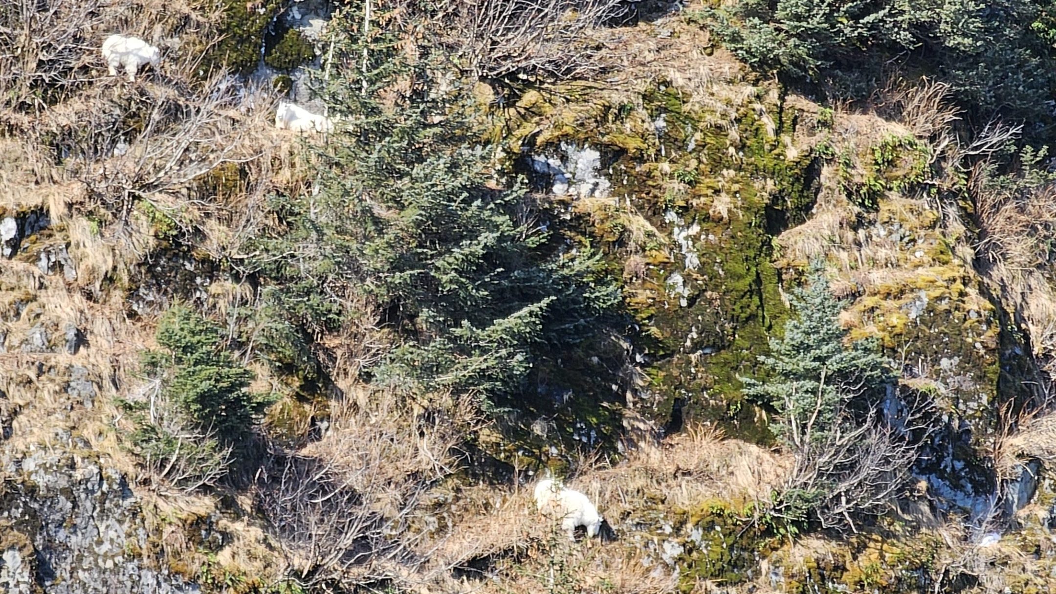 a close up of a tree