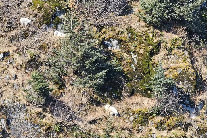 a close up of a tree