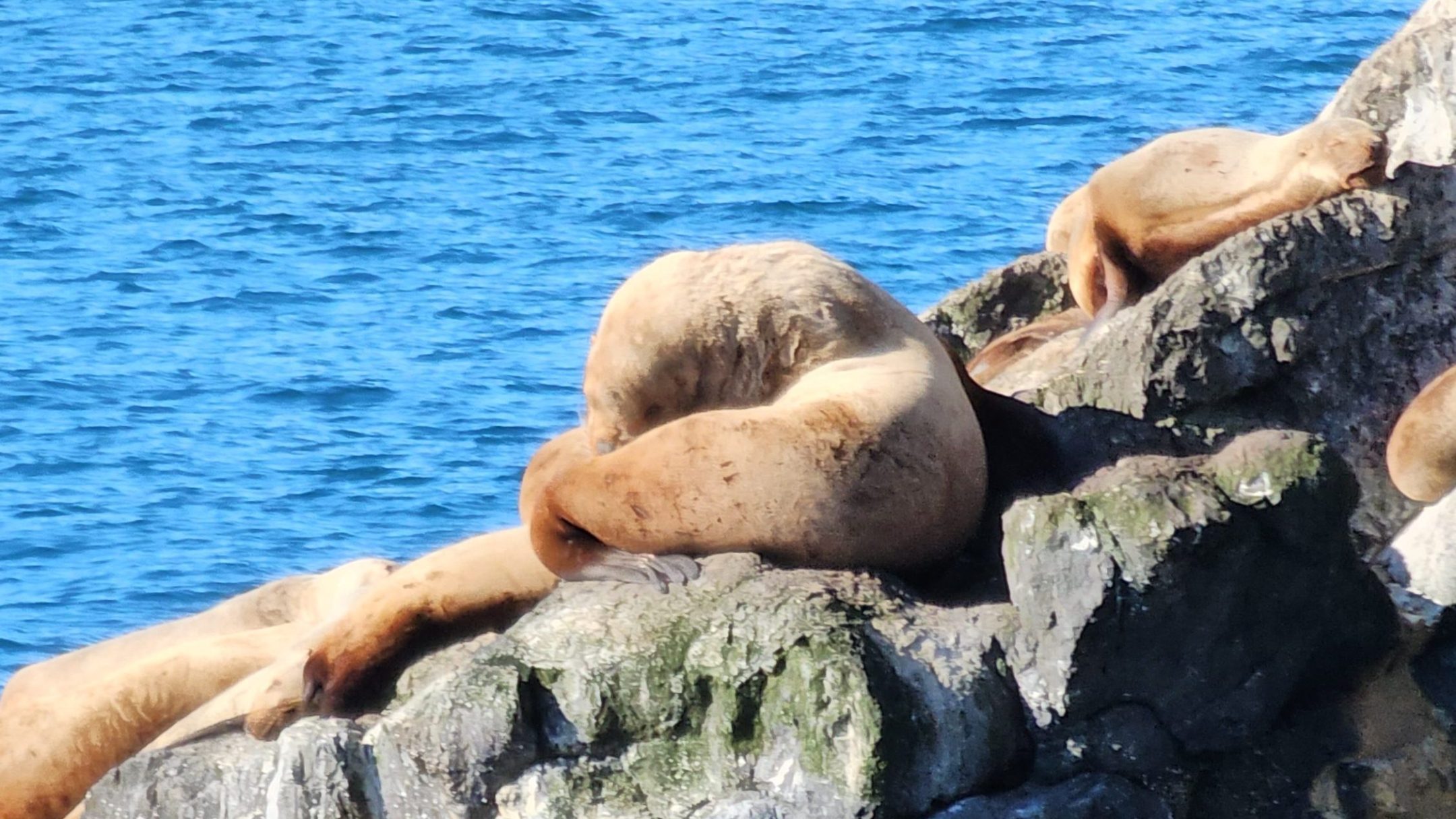 a body of water with a mountain in the background