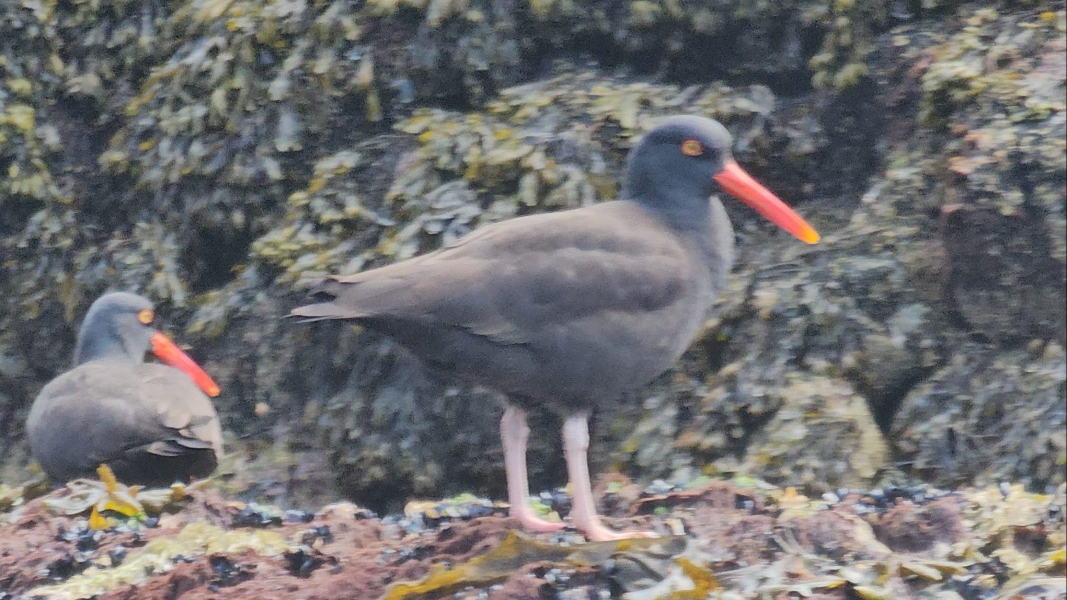 a bird standing on a rock