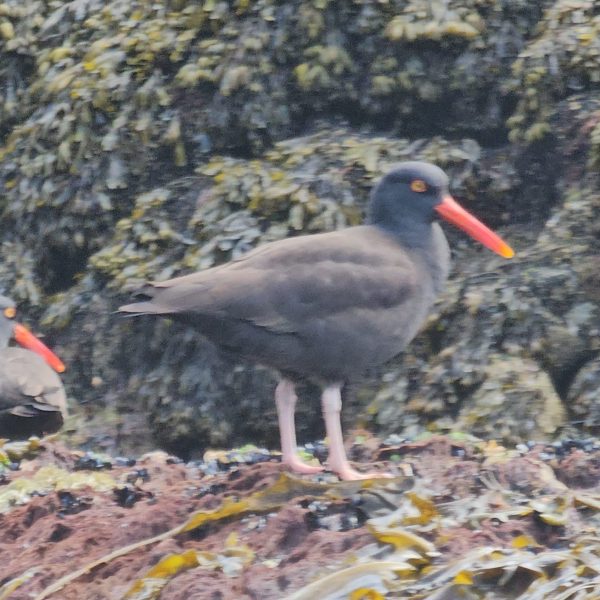 a bird standing on a rock