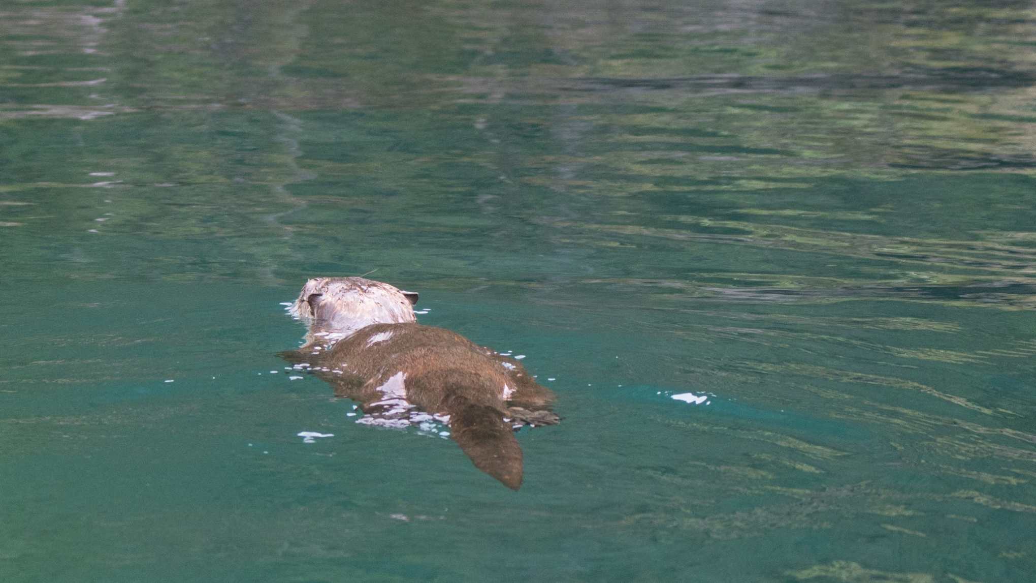 A sea otter swimming off of Caines Head
