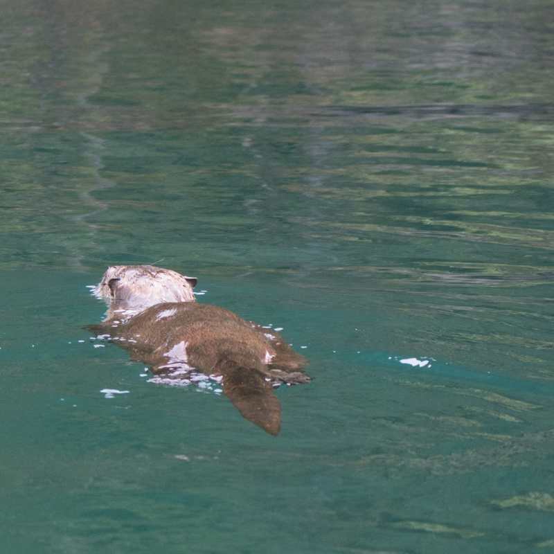 A sea otter swimming off of Caines Head