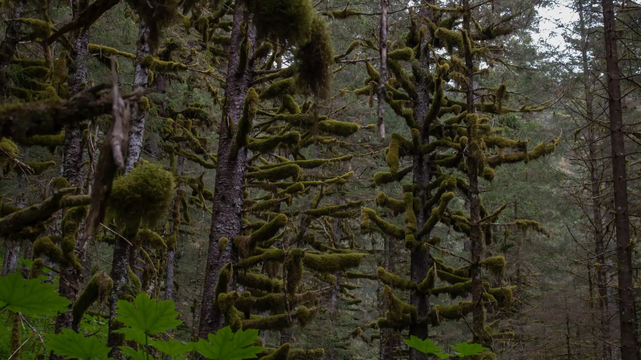 Hiking at Caines Head in the rainforest