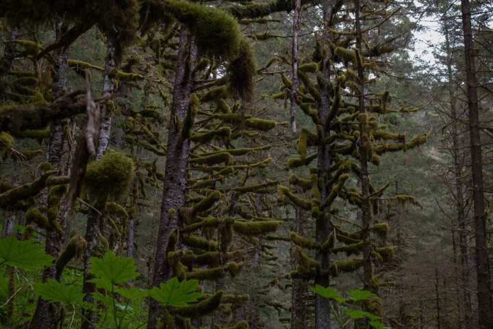 Hiking at Caines Head in the rainforest