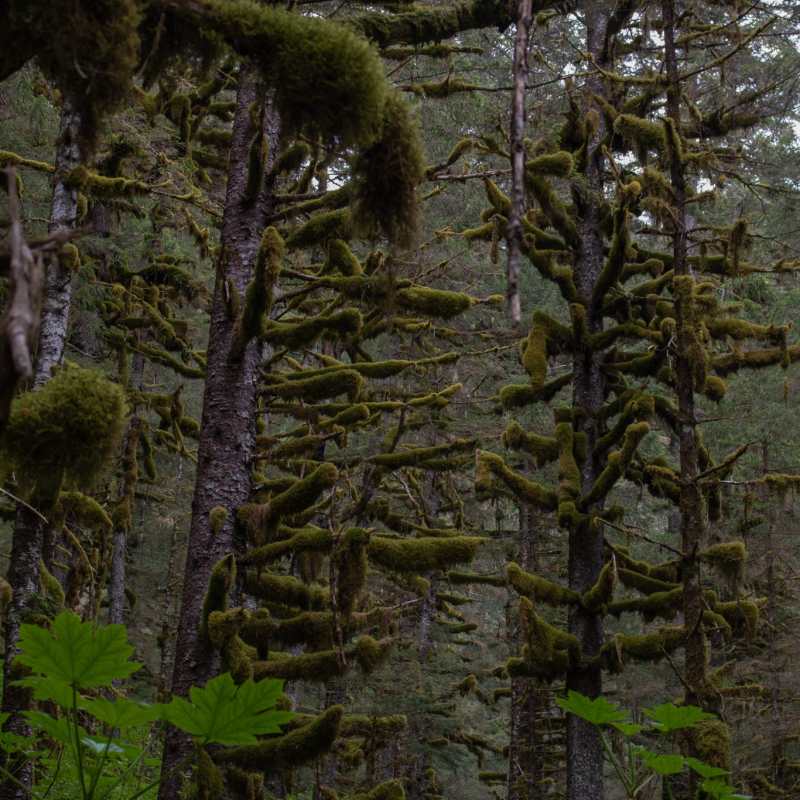 Hiking at Caines Head in the rainforest