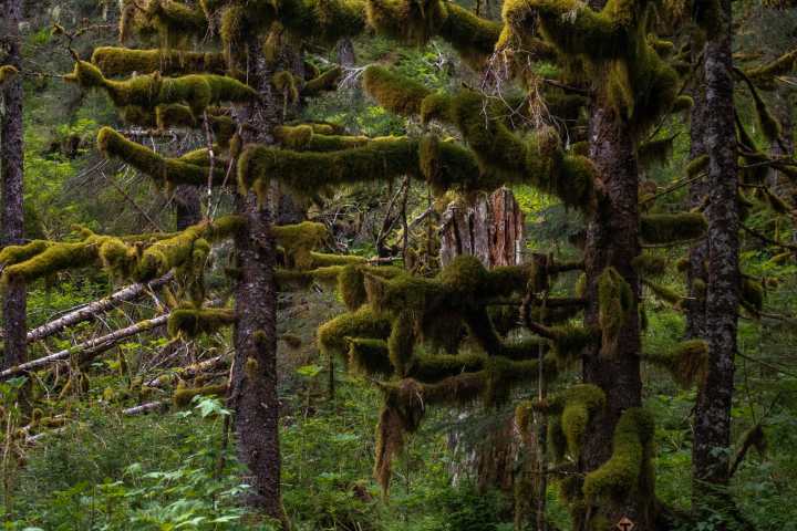 The rainforest at Caines Head Seward Alaska