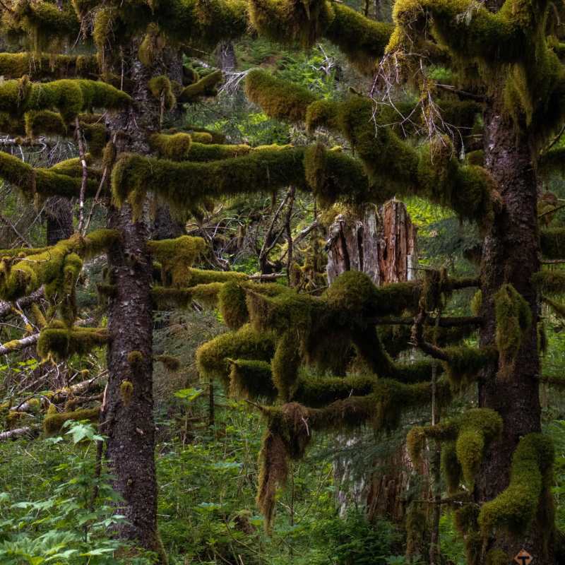 The rainforest at Caines Head Seward Alaska