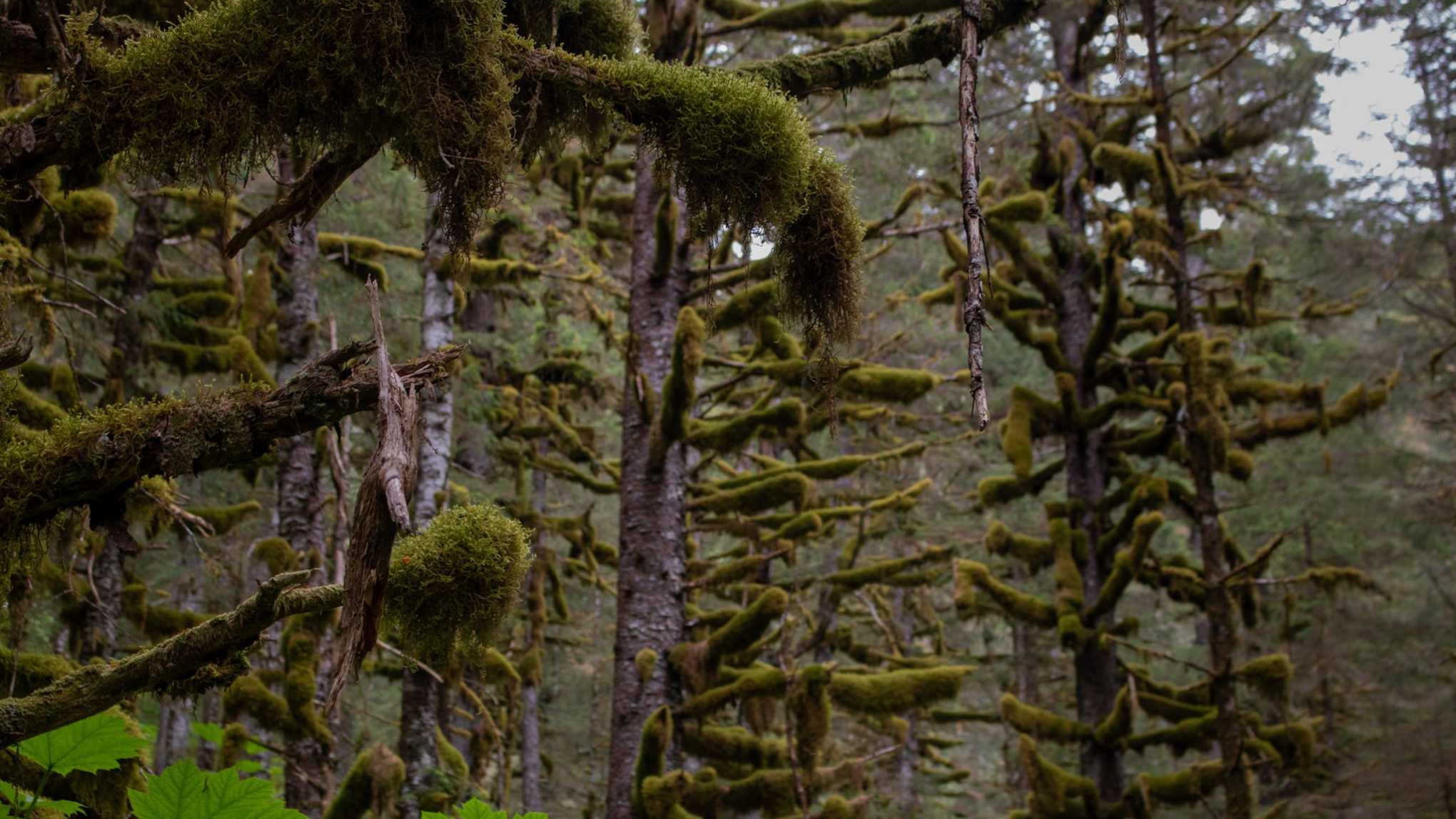 rainforest at caines head seward alaska