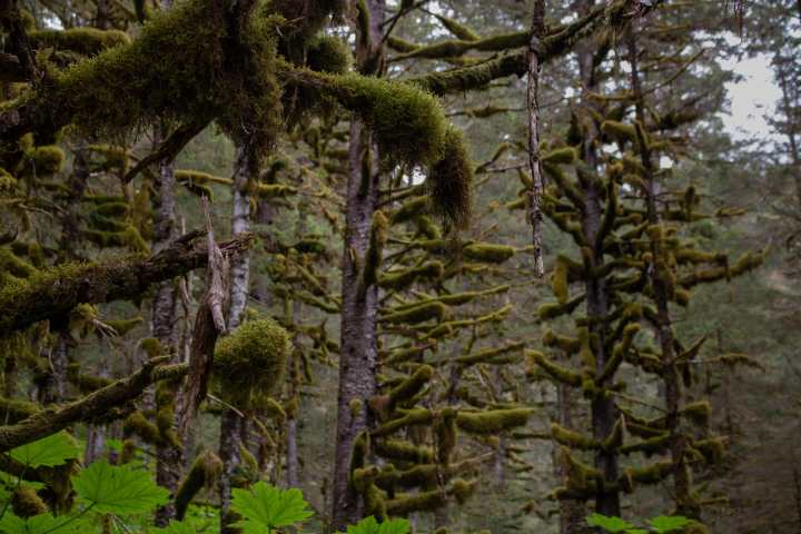 rainforest at caines head seward alaska