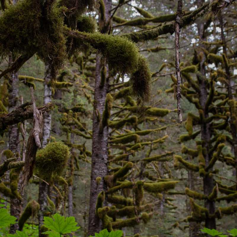 rainforest at caines head seward alaska