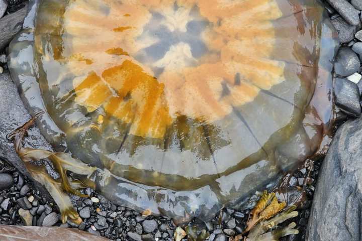 a close up of a coral
