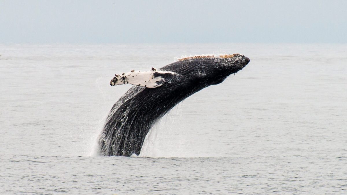 a whale swimming in a body of water