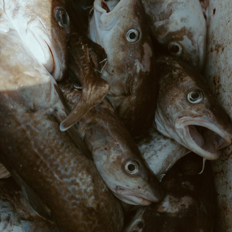 Seward Alaska Fresh fish on the Seaside Cafe