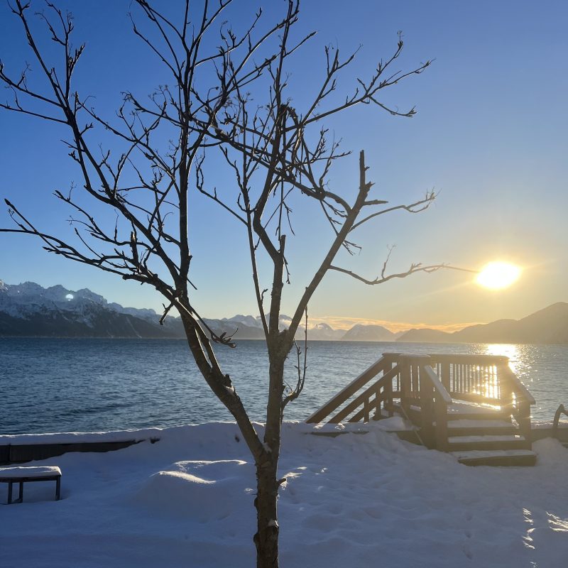 a tree next to a body of water