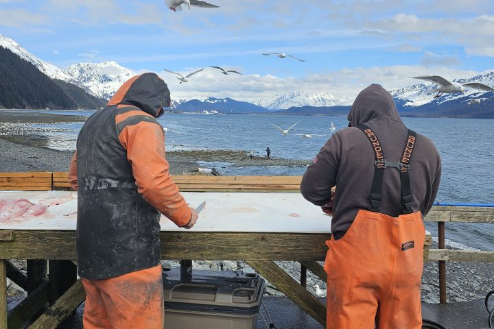 Two people in orange overalls filleting fish at a table by the sea, with seagulls flying overhead.