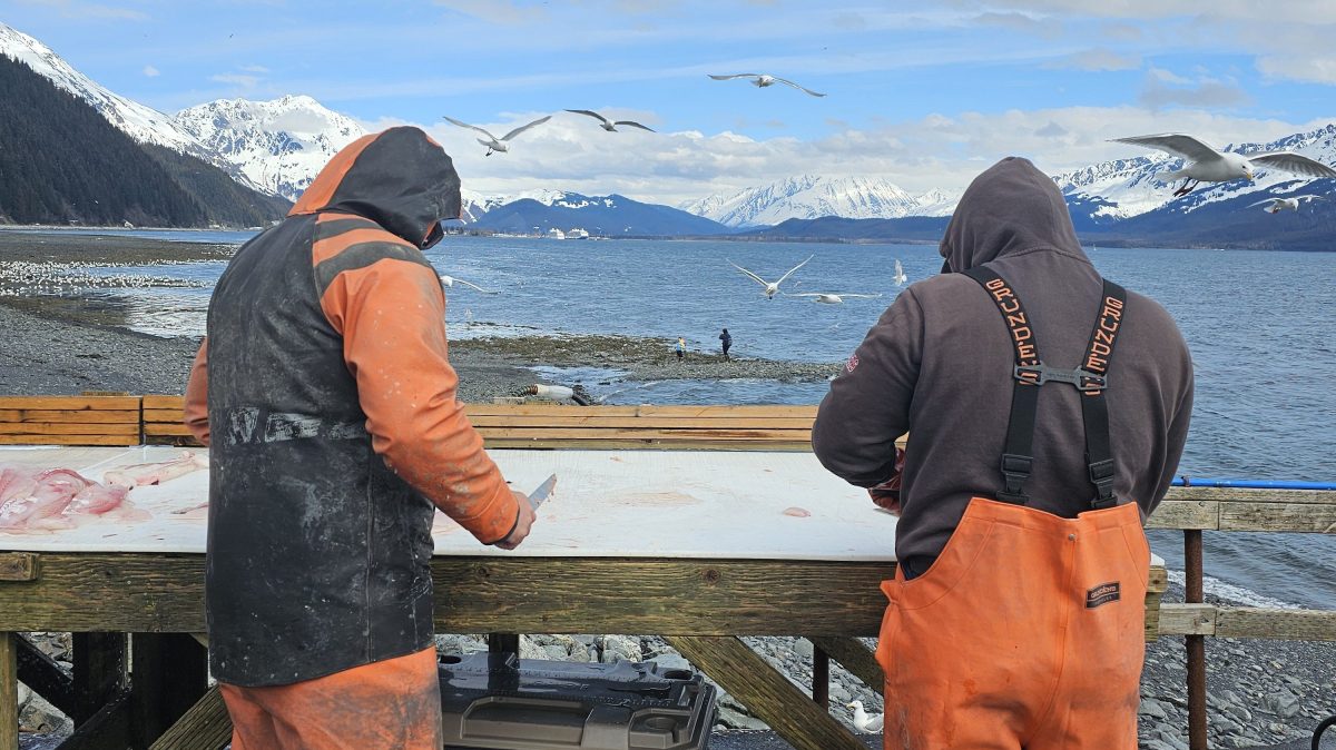 Two people in orange overalls filleting fish at a table by the sea, with seagulls flying overhead.