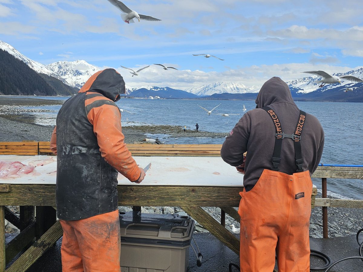 Two people in orange overalls filleting fish at a table by the sea, with seagulls flying overhead.