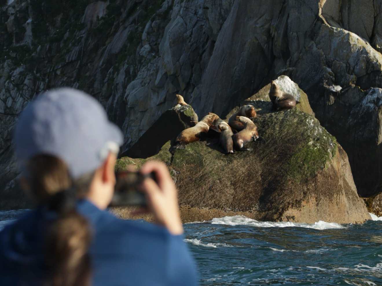 Person photographs sea lions on rocky shore near blue water.