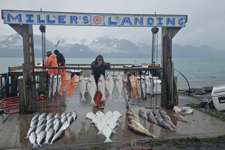 Fishermen displaying large catch of fish under a 'Miller's Landing' sign by the sea.