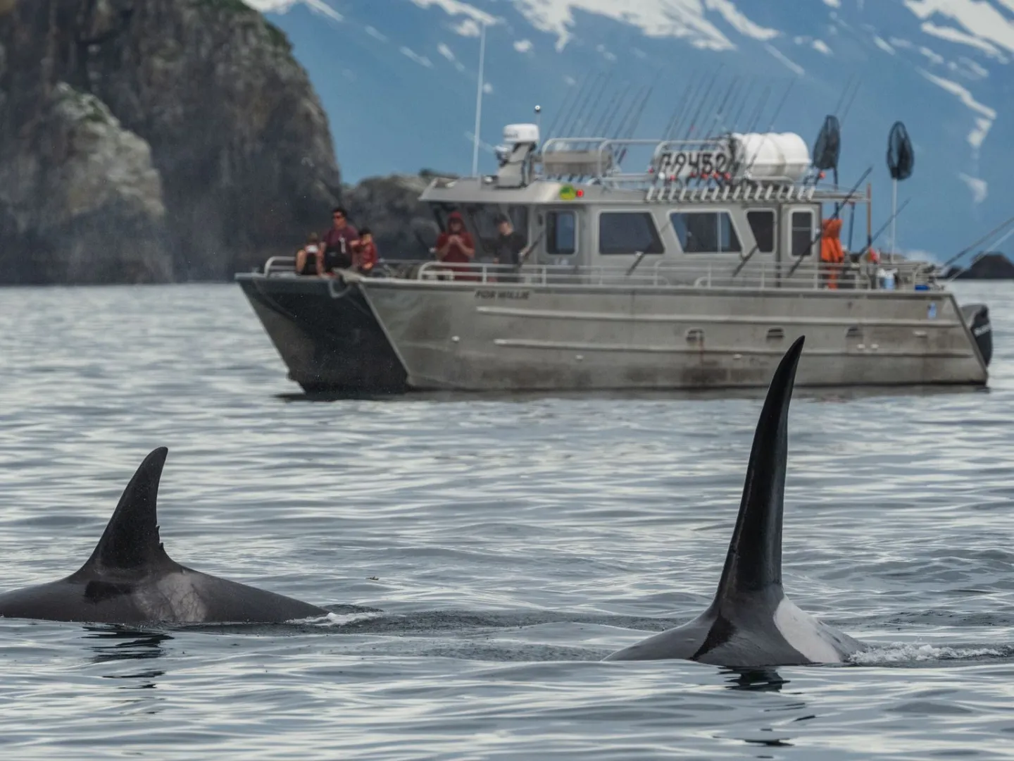 Two orcas swimming near a boat with people against a backdrop of mountains and rocky cliffs.