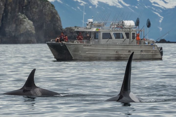 Two orcas swimming near a boat with people against a backdrop of mountains and rocky cliffs.