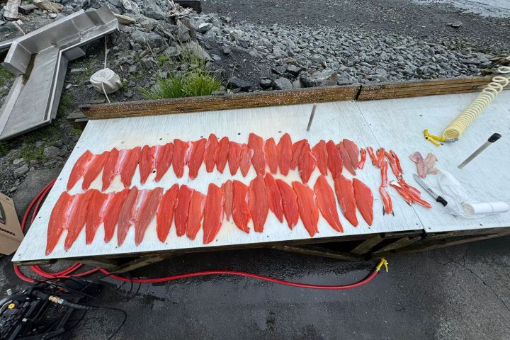 Several fish fillets on a white table by a rocky shore.