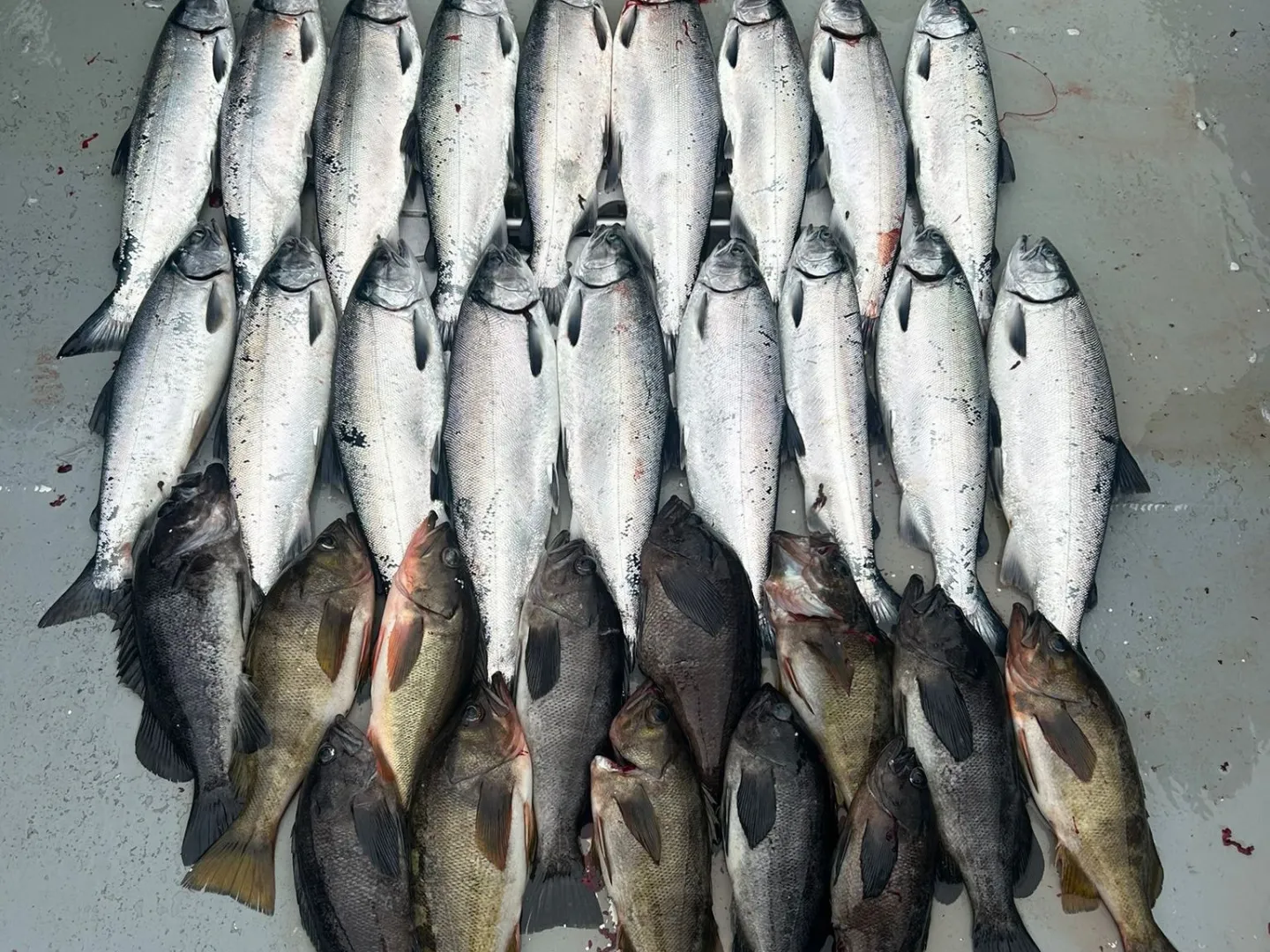 A neat arrangement of multiple fish on a boat deck, with boots visible at the top.