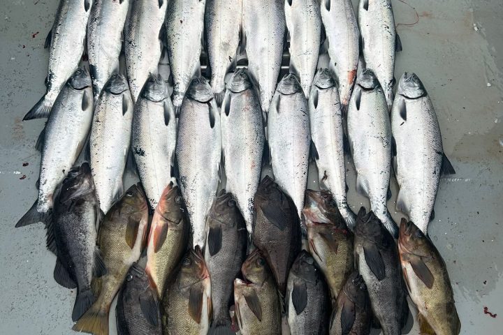 A neat arrangement of multiple fish on a boat deck, with boots visible at the top.
