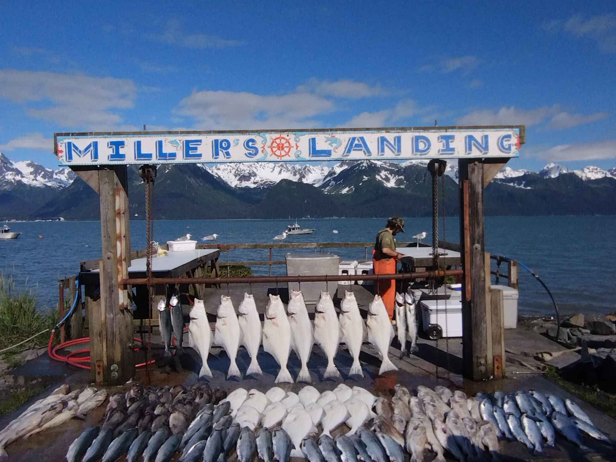 Display of caught fish at Miller's Landing with mountains and ocean in the background.