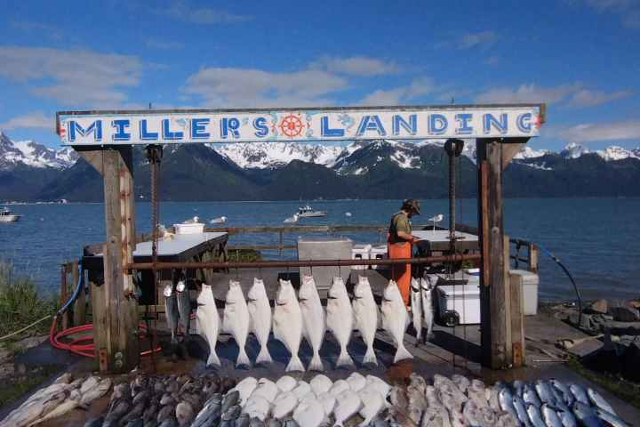 Display of caught fish at Miller's Landing with mountains and ocean in the background.