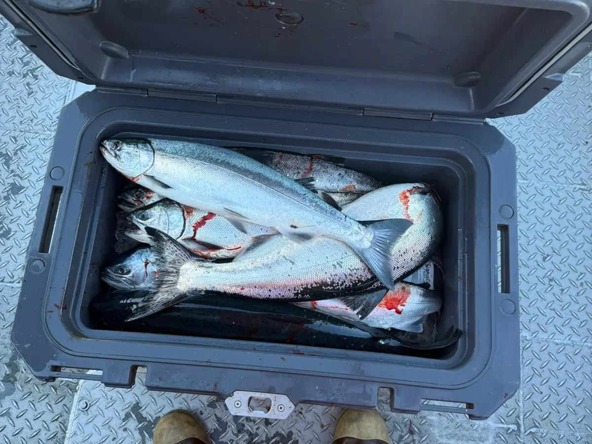 Open cooler with several fish inside, person wearing orange pants and brown boots stands nearby.
