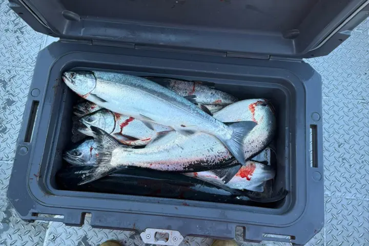 Open cooler with several fish inside, person wearing orange pants and brown boots stands nearby.