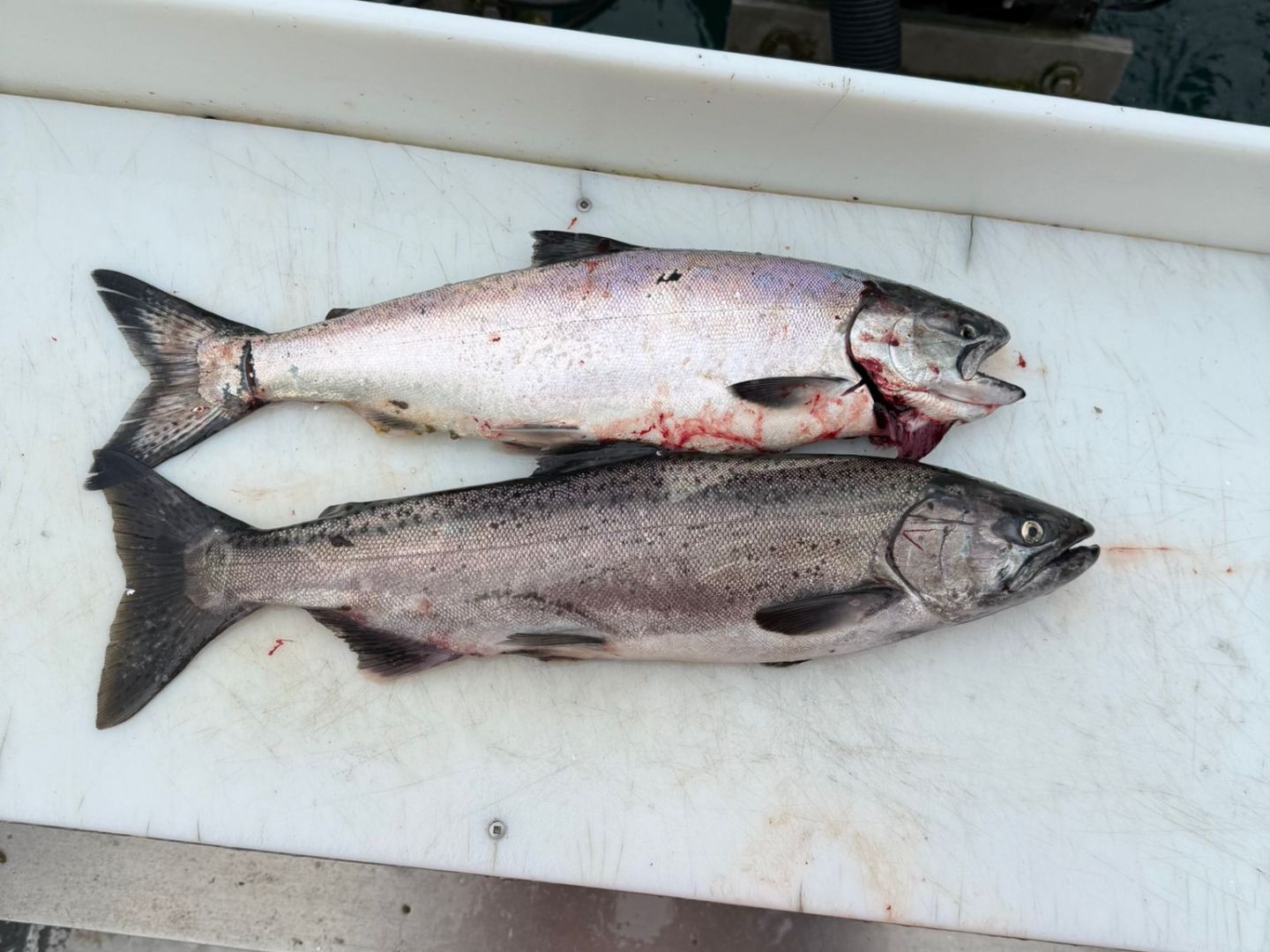 Two fish on a white cutting board on a boat with two motors in the background.