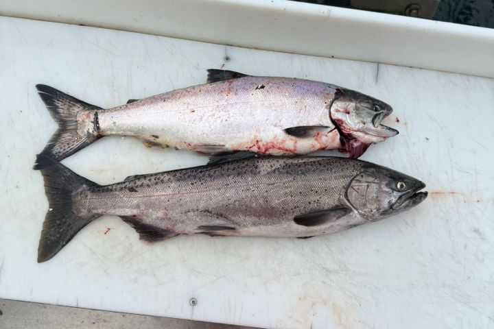 Two fish on a white cutting board on a boat with two motors in the background.