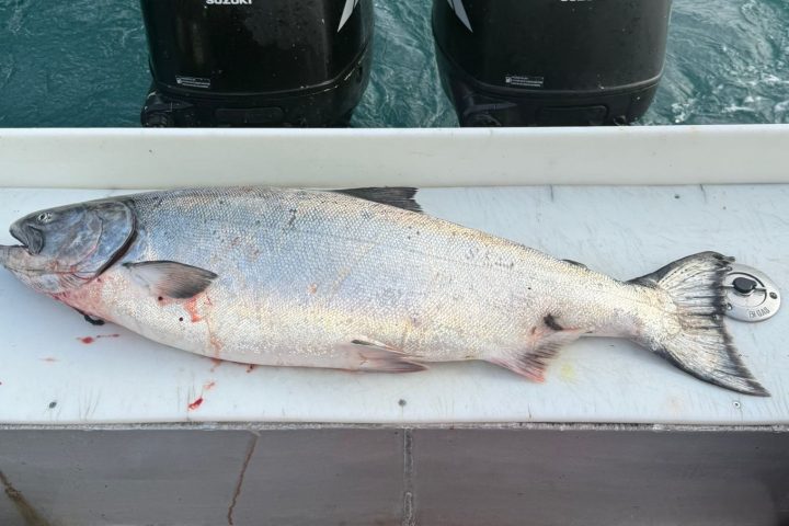 Large fish on a boat near twin outboard motors with water in the background.