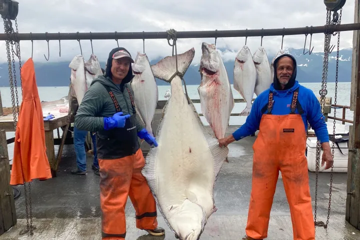 Two people in orange overalls posing with large halibut fish at dockside.