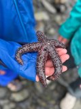 Person in blue jacket holding a dark purple starfish with speckled texture.