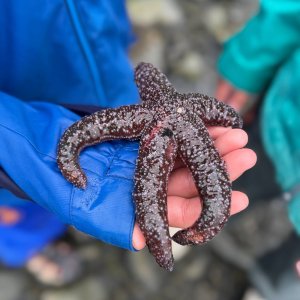 Person in blue jacket holding a dark purple starfish with speckled texture.