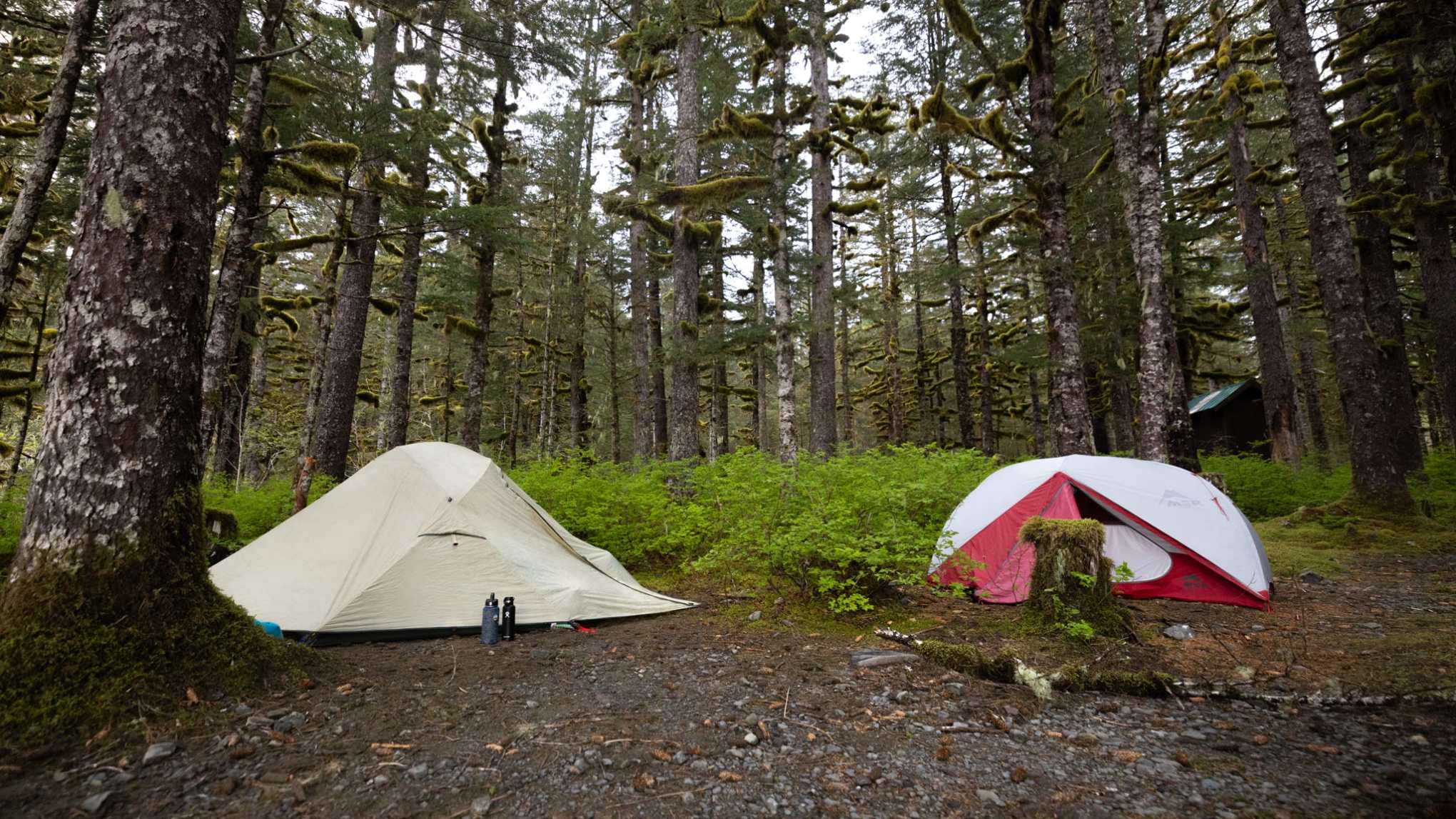Two tents in a forested area, surrounded by tall trees and green foliage.