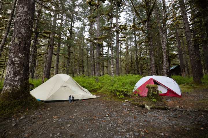 Two tents in a forested area, surrounded by tall trees and green foliage.