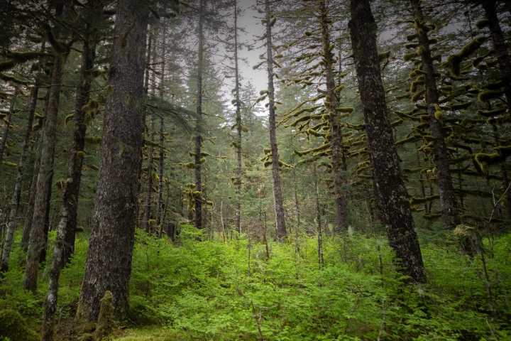 Dense forest with moss-covered trees and lush green undergrowth.
