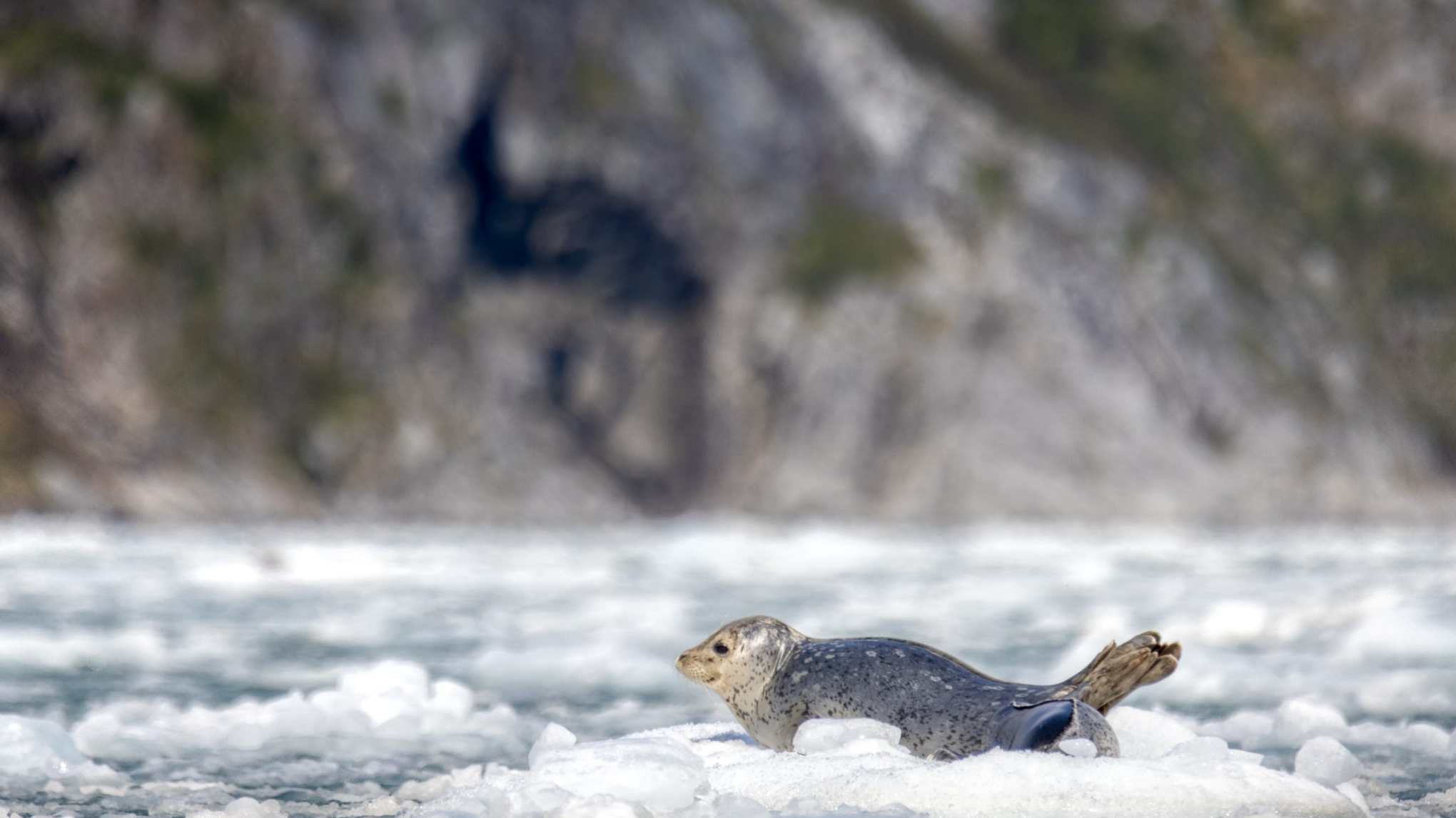 Seal lounging on a piece of ice in icy water with rocky background.