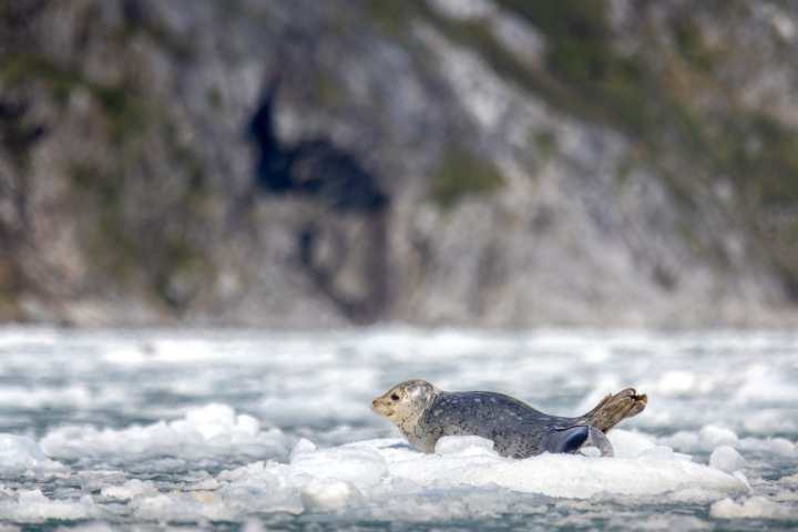 Seal lounging on a piece of ice in icy water with rocky background.