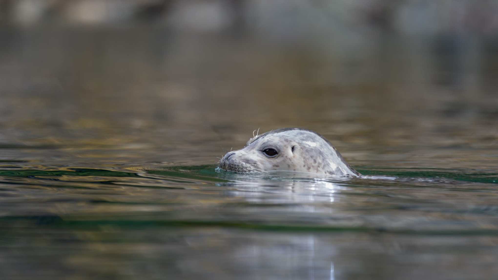 Seal partially submerged in water, visible head and snout.