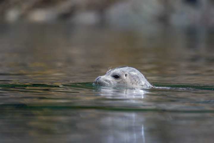 Seal partially submerged in water, visible head and snout.