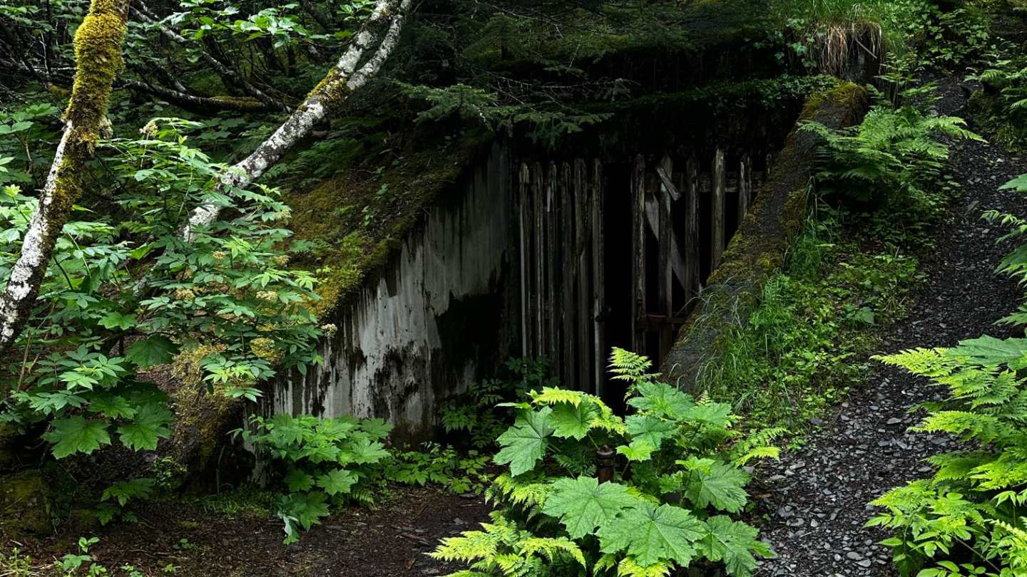 Wooden gate at forest's edge surrounded by lush green foliage and mossy trees.